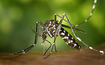 The ongoing threat of Dengue
