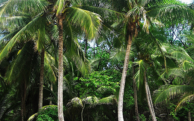 the-incredible-benefits-of-the-coconut-roots