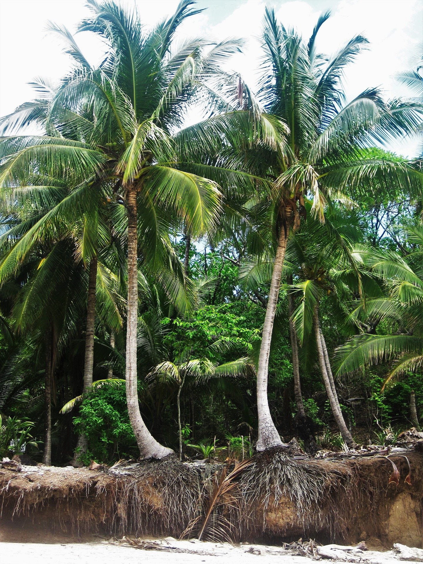 Root System Type Of Coconut Tree