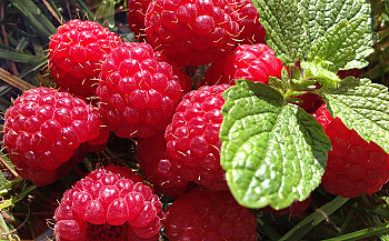 Frozen Raspberries recalled for Norovirus Fears – FDA